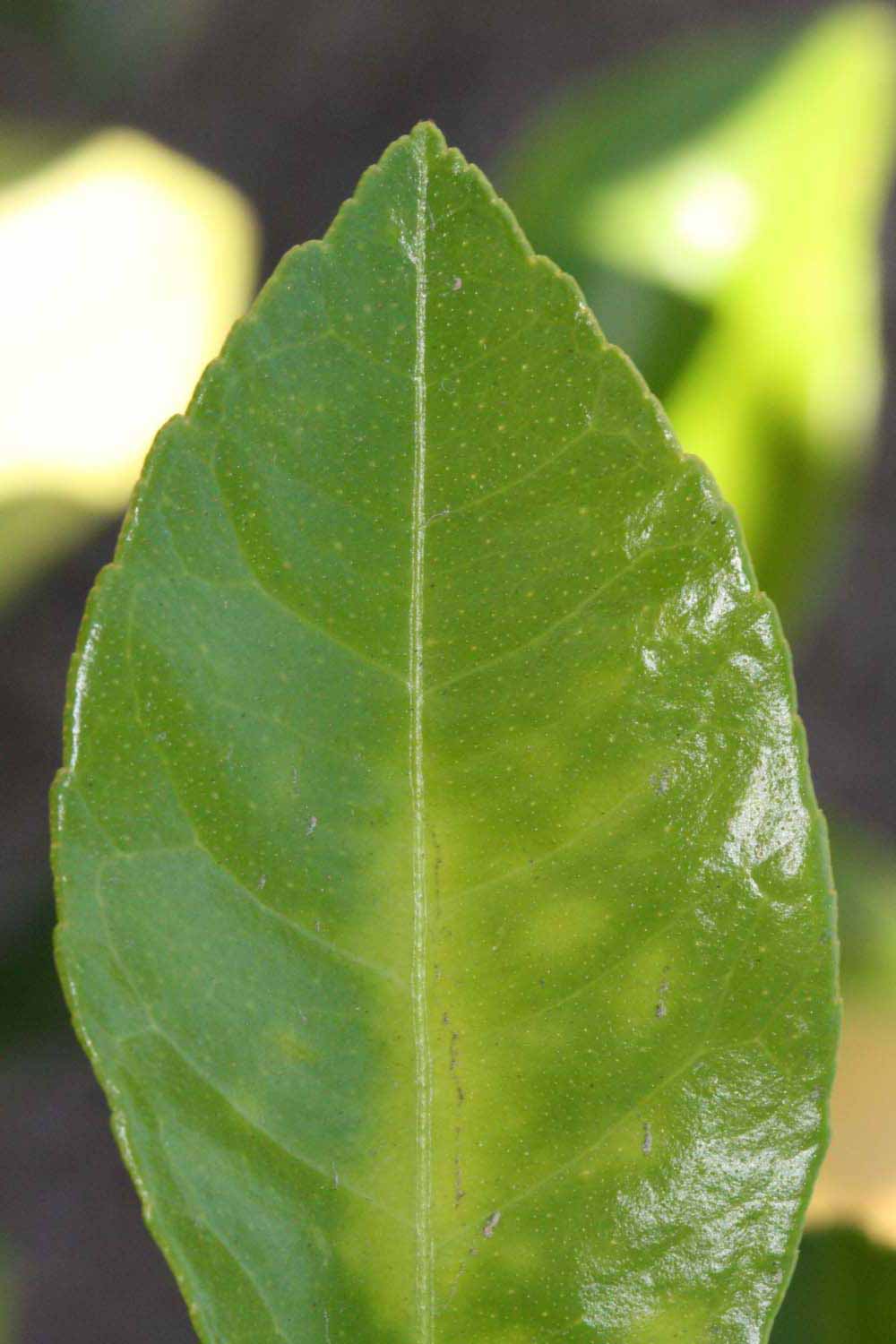              Margin (Riverside, CA)       